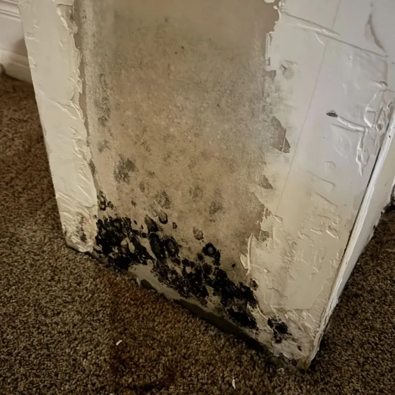 Professional Mold Removal in Medina, OH